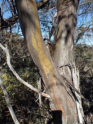 Eucalyptus annulata bark