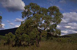 Eucalyptus aromaphloia habit.jpg