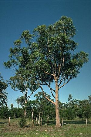 Eucalyptus camfieldii.jpg