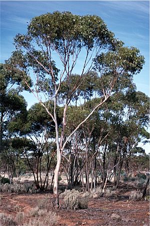 Eucalyptus corrugata habit.jpg