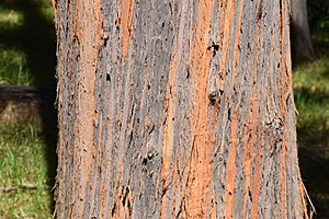 Eucalyptus delegatensis