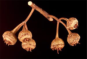 Eucalyptus drummondii fruit