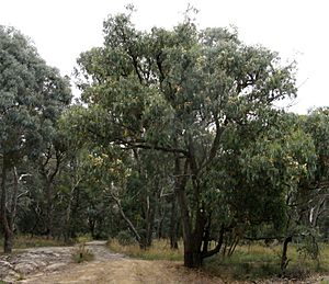 Eucalyptus obliqua habit.jpg