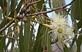 Eucalyptus tereticornis flowers, capsules, buds and foliage