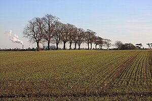 Fields at Fornham All Saints - geograph.org.uk - 613688