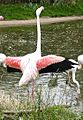 Flamingo.greater.flaps.750pix