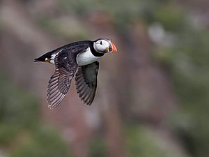 Fratercula arctica -Firth of Forth, Scotland -flying-8