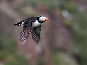 Fun Facts About Puffins for Kids - Owlcation