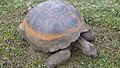 Galápagos tortoise - Chelonoidis nigra on the Santa Cruz Island - Galapagos