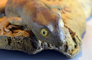 Gecko de Delcourt Hoplodactylus delcourti GLAM MHNL 2016 3742.jpg