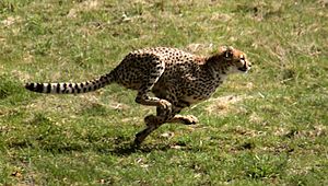 Gepardjagt1 (Acinonyx jubatus)