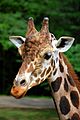 Giraffe - Cameron Park Zoo