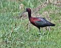 Glossy Ibis (Plegadis falcinellus) at Bharatpur I IMG 5384