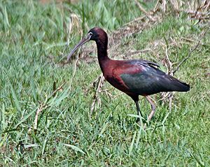 Glossy Ibis (Plegadis falcinellus) at Bharatpur I IMG 5384