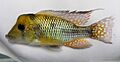 Gymnogeophagus pseudolabiatus