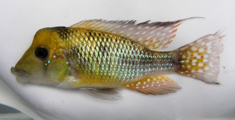 Gymnogeophagus pseudolabiatus