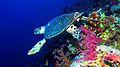 Hawksbill turtle at Elphinstone Reef, Red Sea, Egypt (35150034493)