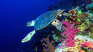 Hawksbill turtle at Elphinstone Reef, Red Sea, Egypt (35150034493)