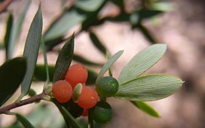 Heath Avalon NSW 6 metres tall.jpg