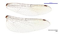 Hemicordulia australiae male wings (34895532962)