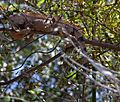 Iguana iguana -Palo Verde National Park, Costa Rica -in tree-8a