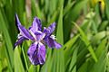 Iris tectorum - flower view 01