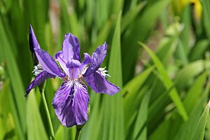 Iris tectorum - flower view 01