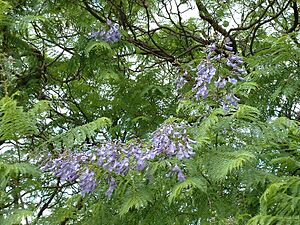 Jacaranda (1)