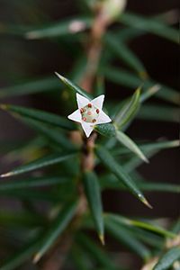 Leptecophylla juniperina Flower