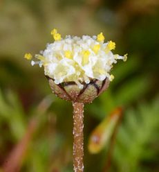 Leptinella filiformis flower 1.1000x800