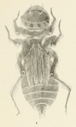 Libellula saturata nymph Needham 1904