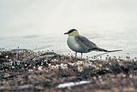 Long-tailed Skua (js) 26