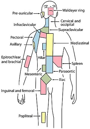 Lymph node regions
