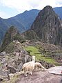 Machu Picchu llamas