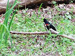 MaumeeBaySP NatureCtr (redwing bkbird)