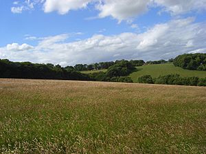 Meadow, Chinnor Hill - geograph.org.uk - 883954.jpg