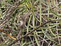 Melaleuca radula (fruits)