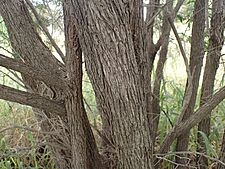 Melaleuca squamophloia bark