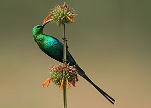 Nectarinia famosa (Malachite Sunbird)