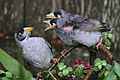 Noisy Miner chicks