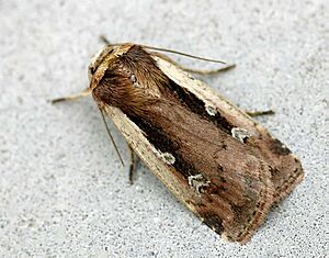 Ochropleura plecta01