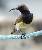 Olive-backed Sunbird In Penang