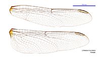 Orthetrum boumiera female wings (34216389994)