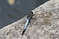 Orthetrum caledonicum male