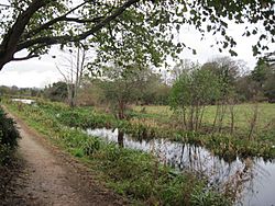 Overgrown canal at Llanymynech - geograph.org.uk - 1570149