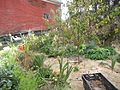 Permaculture garden with a fruit tree, herbs, flowers and vetetables mulched with hay