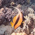 Pez estandarte del mar Rojo (Heniochus intermedius), parque nacional Ras Muhammad, Egipto, 2022-03-26, DD 162