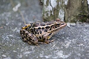 PickerelFrogConnecticut