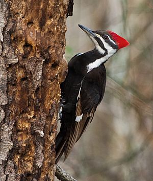 Pileated woodpecker Facts for Kids