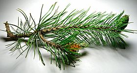 Pine cones, male and female